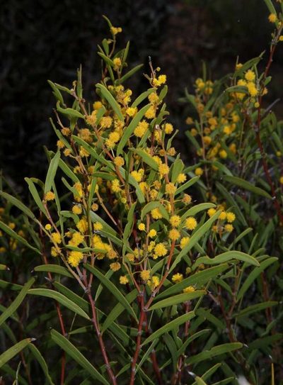 Acacia halliana, photographed by Russell Best