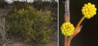 Acacia halliana, photographed by Russell Best