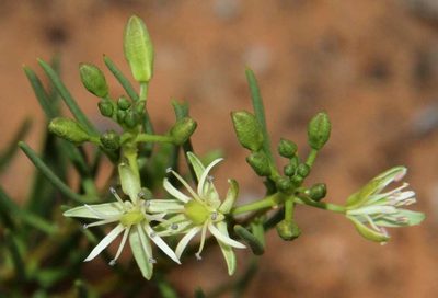 Lepidium leptopetalum, photographed by Russell Best