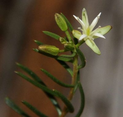 Lepidium leptopetalum, photographed by Russell Best