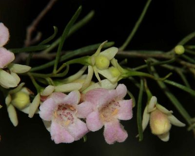 Eremophila sturtii, photographed by Russell Best