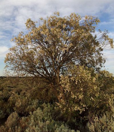 Eremophila sturtii, photographed by Russell Best