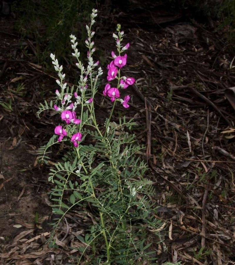 Swainsona greyana, photographed by Russell Best