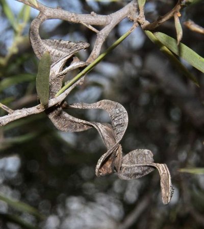 Acacia oswaldii, photographed by Russell Best