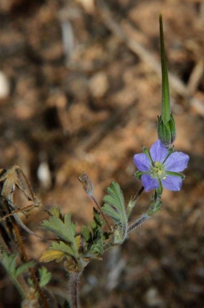 Erodium crinitum, photographed by Russell Best