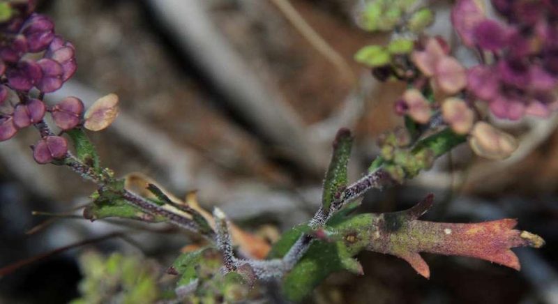Lepidium papillosum, photographed by Russell Best