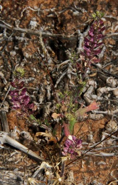 Lepidium papillosum, photographed by Russell Best