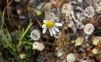 Brachyscome lineariloba, photographed by Russell Best