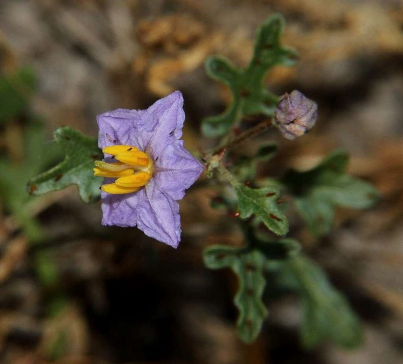 Solanum lacunarium, photographed by Russell Best