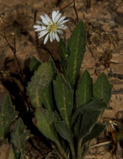 Calotis scabiosifolia, photographed by Russell Best