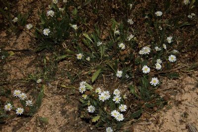 Calotis scabiosifolia, photographed by Russell Best