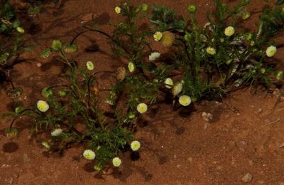 Cotula bipinnata, photographed by Russell Best