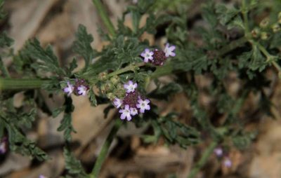 Verbena supina, photographed by Russell Best