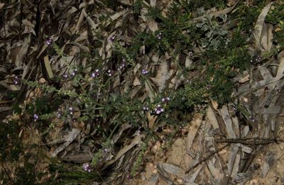 Verbena supina, photographed by Russell Best