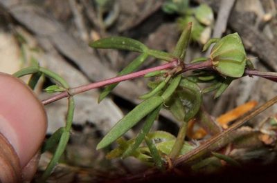 Roepera angustifolia, photographed by Russell Best