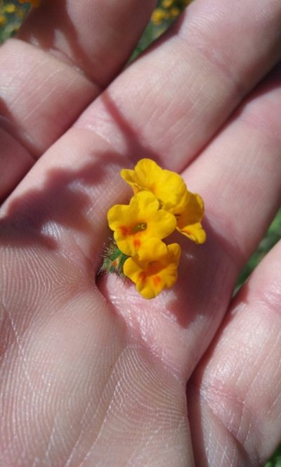 Amsinckia lunaris, photographed by rockybajada