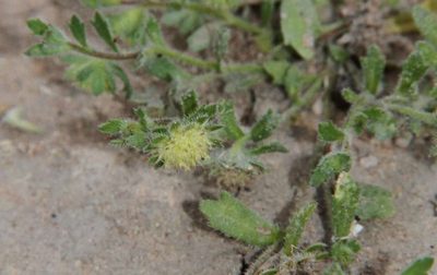 Calotis hispidula, photographed by Russell Best