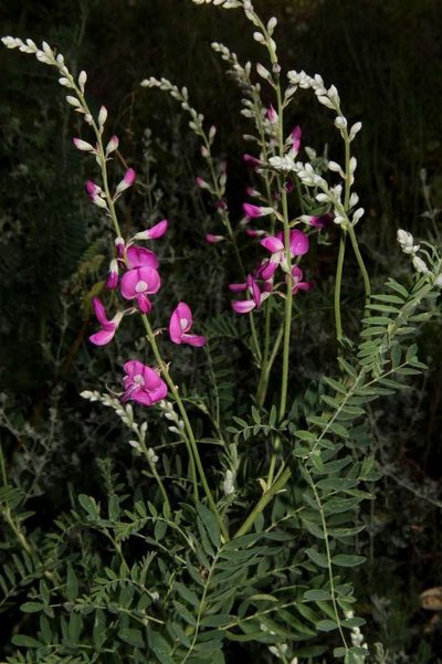 Swainsona greyana, photographed by Russell Best