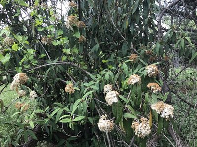 Viburnum rhytidophyllum, photographed by Michael Ellis