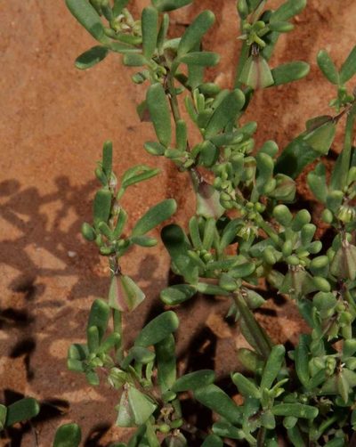Roepera similis, photographed by Russell Best