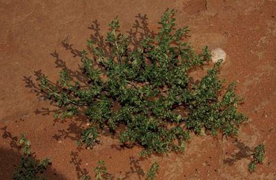 Roepera similis, photographed by Russell Best