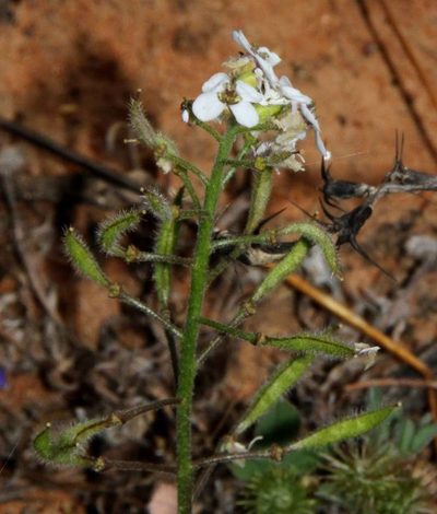 Harmsiodoxa blennodioides, photographed by Russell Best