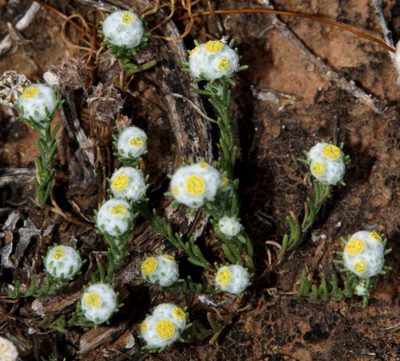 Eriochlamys behrii, photographed by Russell Best