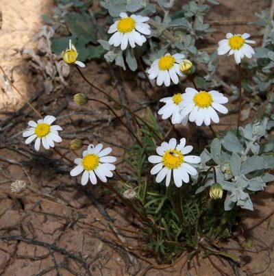 Brachyscome lineariloba, photographed by Russell Best