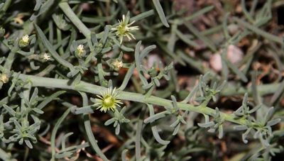 Mesembryanthemum granulicaule, photographed by Russell Best
