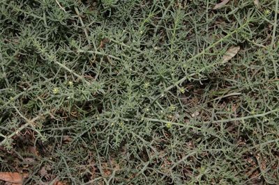 Mesembryanthemum granulicaule, photographed by Russell Best
