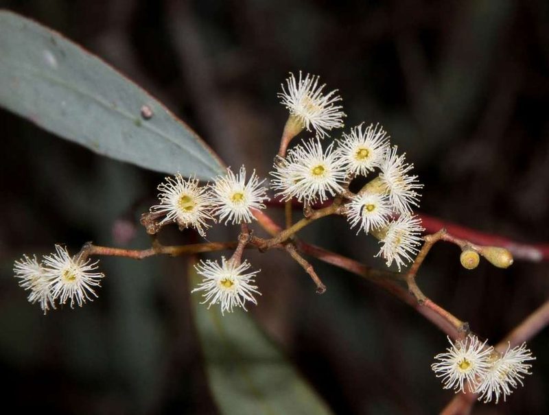 Eucalyptus bicolor, photographed by Russell Best