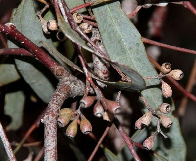 Eucalyptus bicolor, photographed by Russell Best