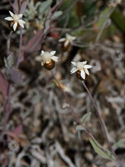 Rhodanthe stricta, photographed by Russell Best