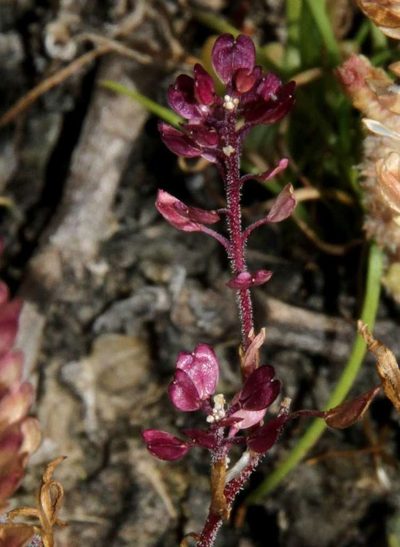 Lepidium papillosum, photographed by Russell Best