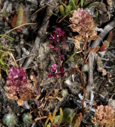 Lepidium papillosum, photographed by Russell Best