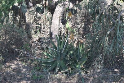 Aloe officinalis, photographed by José Belem Hernández Díaz