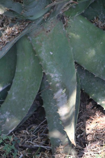Aloe officinalis, photographed by José Belem Hernández Díaz