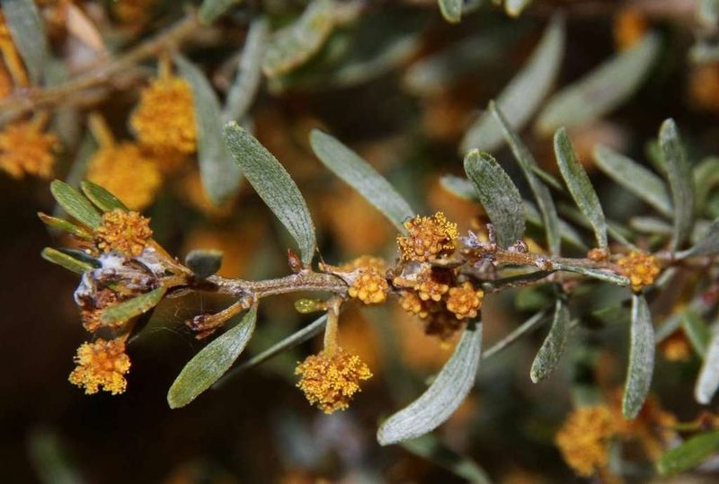 Acacia wilhelmiana, photographed by Russell Best