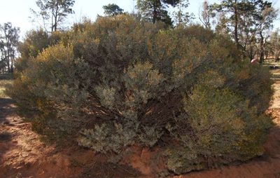 Acacia wilhelmiana, photographed by Russell Best