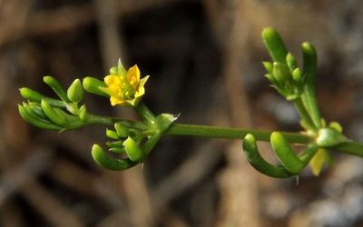 Roepera eremaea, photographed by Russell Best