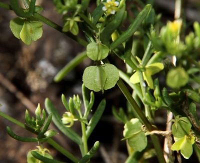 Roepera eremaea, photographed by Russell Best