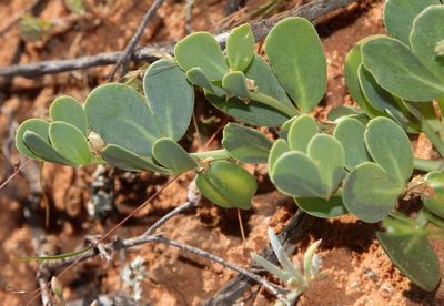 Roepera glauca, photographed by Russell Best