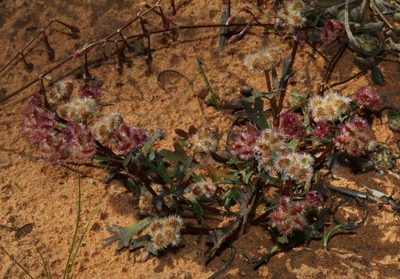 Trachymene cyanopetala, photographed by Russell Best