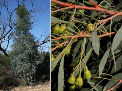 Codonocarpus cotinifolius, photographed by Russell Best