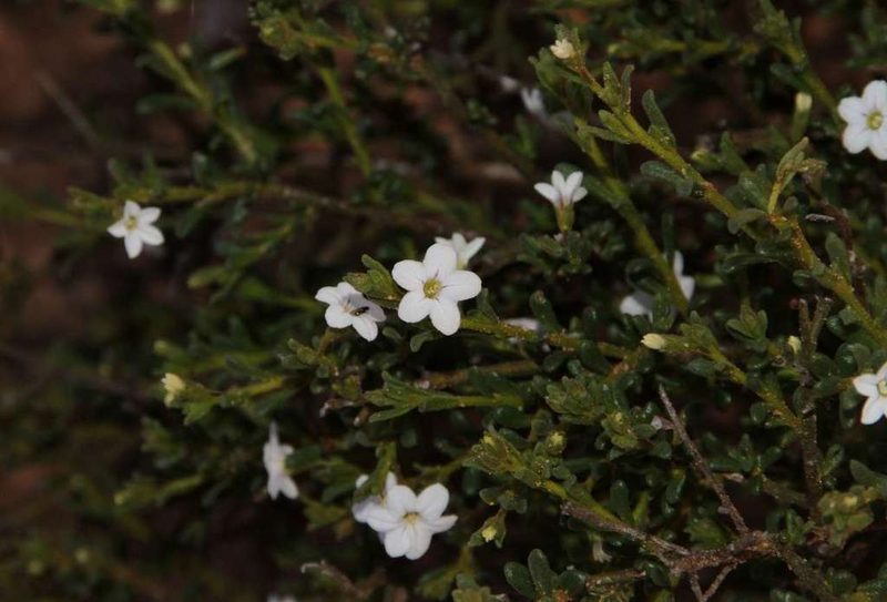 Cyphanthera myosotidea, photographed by Russell Best