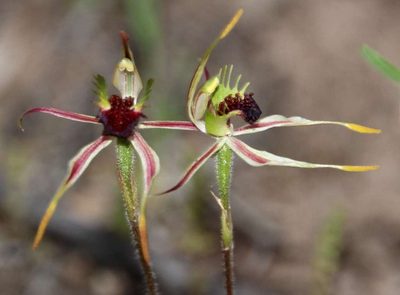 Caladenia verrucosa, photographed by Russell Best