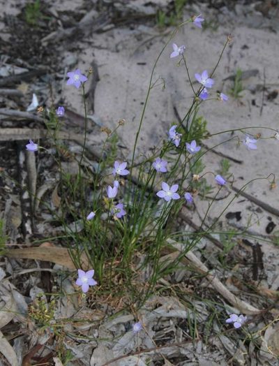 Wahlenbergia fluminalis, photographed by Russell Best