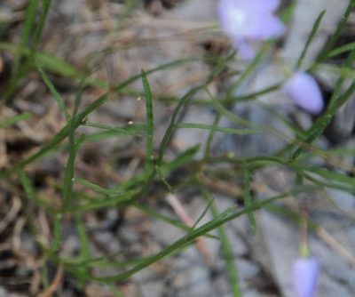 Wahlenbergia fluminalis, photographed by Russell Best