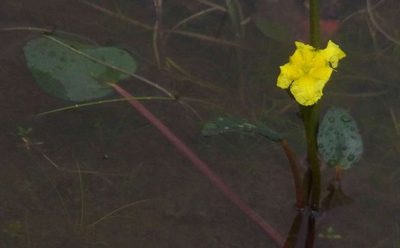 Ornduffia reniformis, photographed by Russell Best