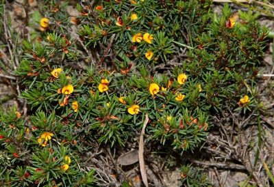 Pultenaea tenuifolia, photographed by Russell Best